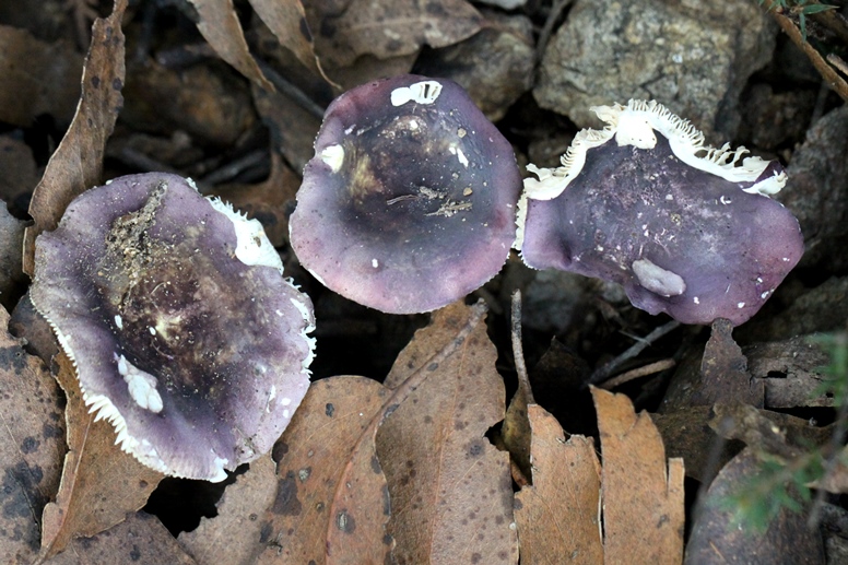 purple mushroom